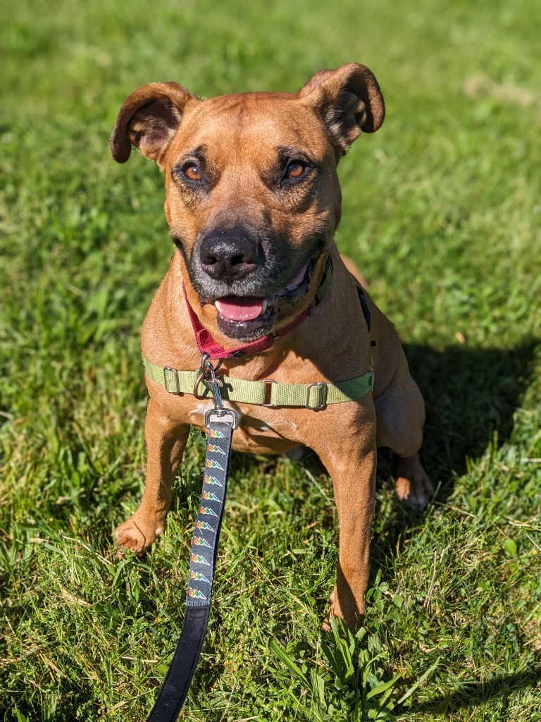 Bailey, an adoptable Boxer, Pit Bull Terrier in Hyde Park, NY, 12538 | Photo Image 6