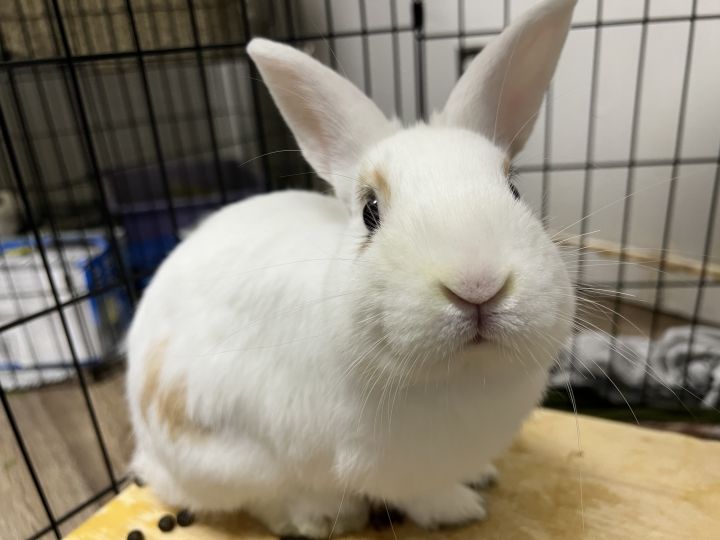 Cider, an adoptable Bunny Rabbit in Medford, NY_image-1