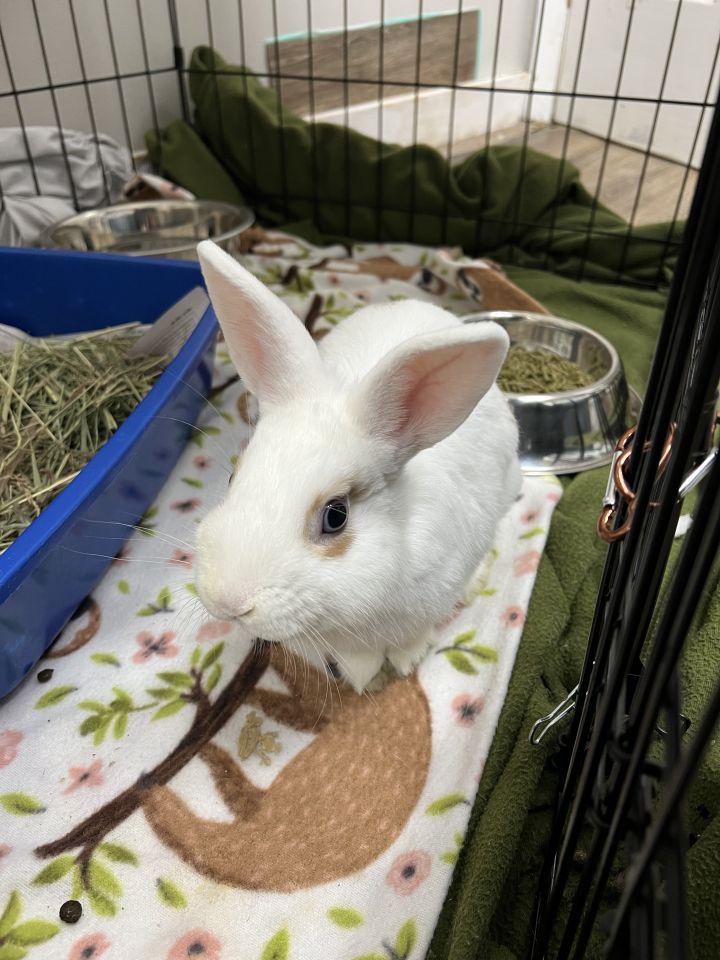 Cider, an adopted Bunny Rabbit in Medford, NY_image-3