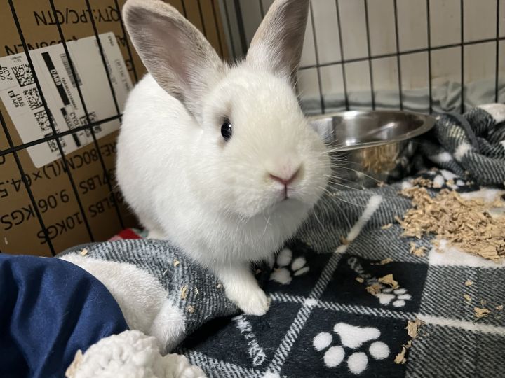 Cinnamon, an adoptable Bunny Rabbit in Medford, NY_image-2