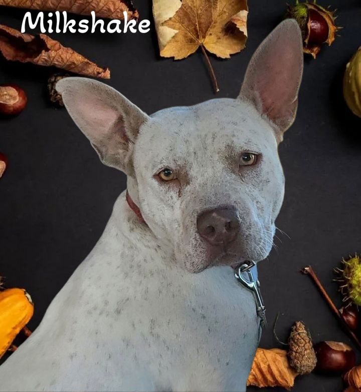 Milkshake 3