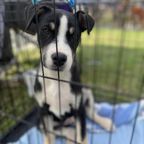 Saturday, an adoptable Husky in Covington, LA, 70433 | Photo Image 4