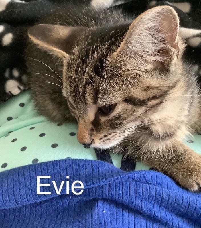 Evie, an adoptable Tabby in Saint Augustine, FL, 32084 | Photo Image 5