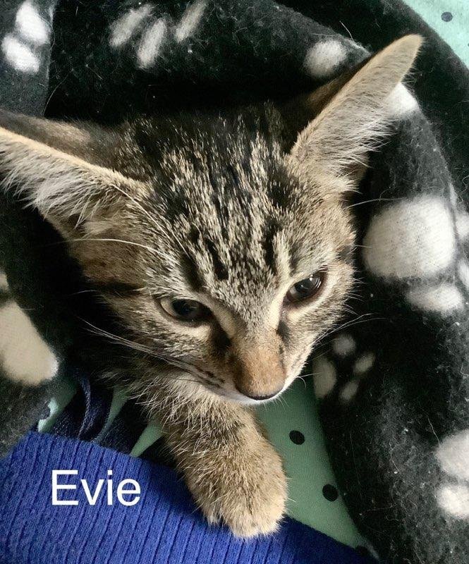 Evie, an adoptable Tabby in Saint Augustine, FL, 32084 | Photo Image 6