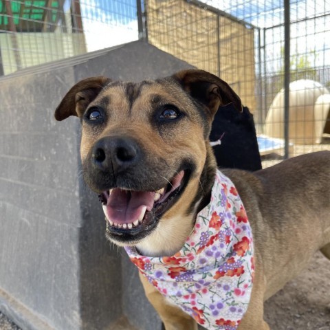 Ruby, an adoptable Mixed Breed in Taos, NM, 87571 | Photo Image 1