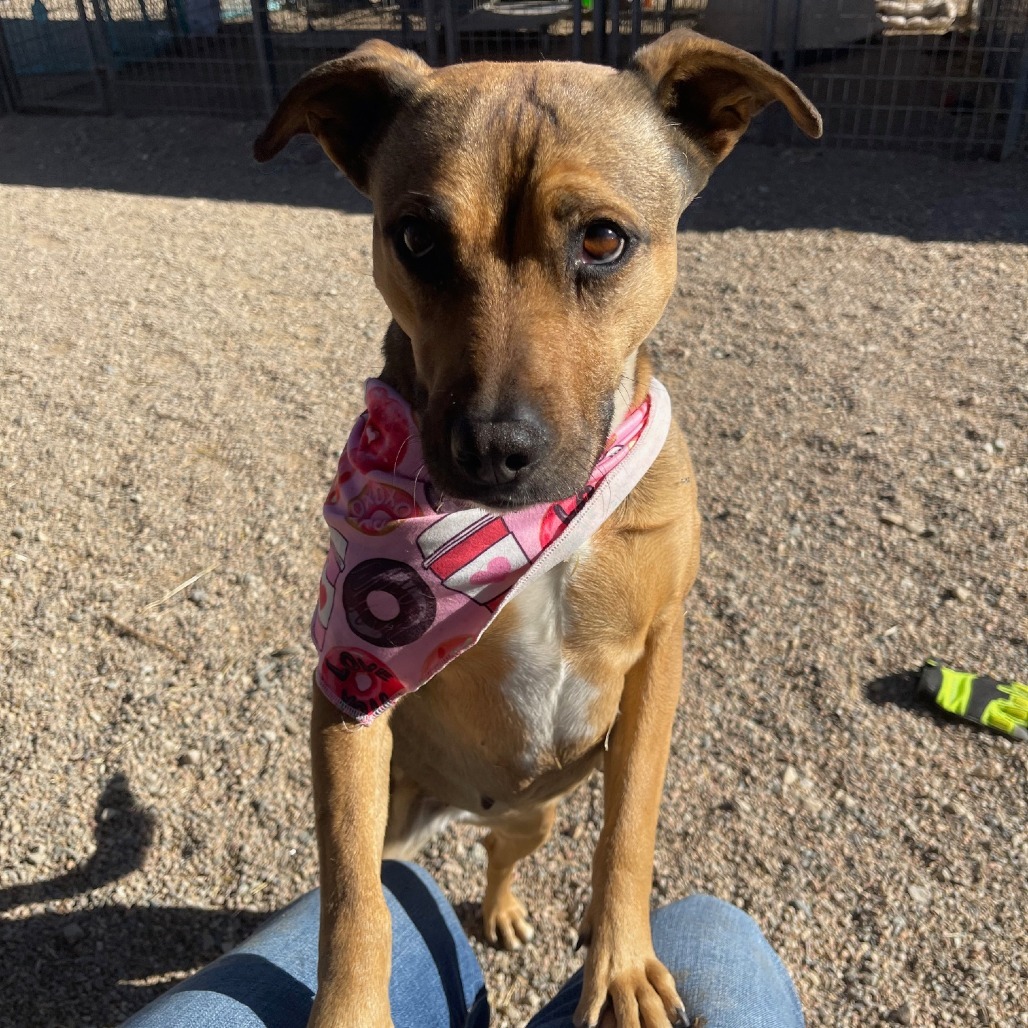 Ruby, an adoptable Mixed Breed in Taos, NM, 87571 | Photo Image 1