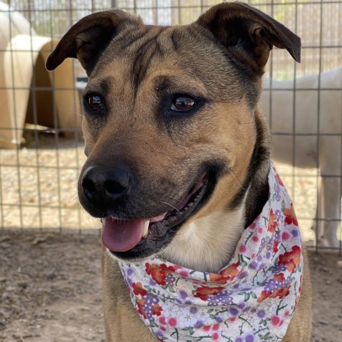 Ruby, an adoptable Mixed Breed in Taos, NM, 87571 | Photo Image 2