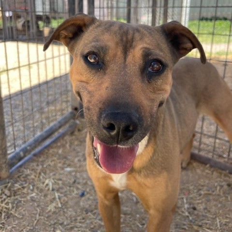 Ruby, an adoptable Mixed Breed in Taos, NM, 87571 | Photo Image 3