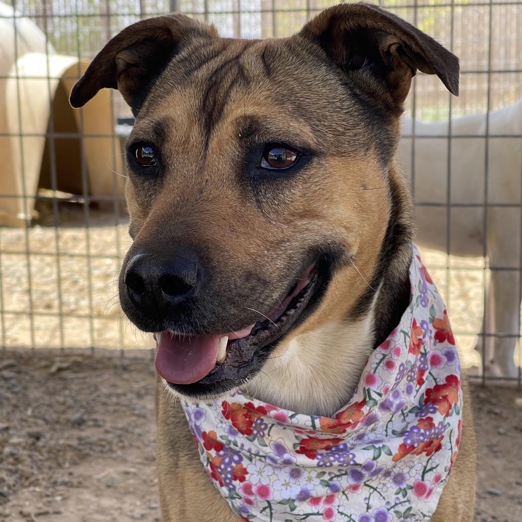 Ruby, an adoptable Mixed Breed in Taos, NM, 87571 | Photo Image 3