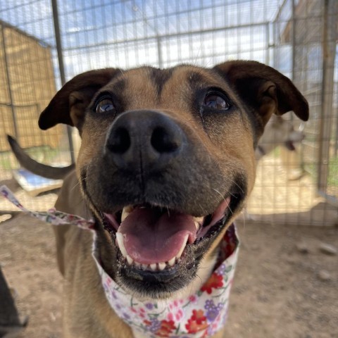 Ruby, an adoptable Mixed Breed in Taos, NM, 87571 | Photo Image 4