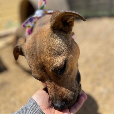 Ruby, an adoptable Mixed Breed in Taos, NM, 87571 | Photo Image 4