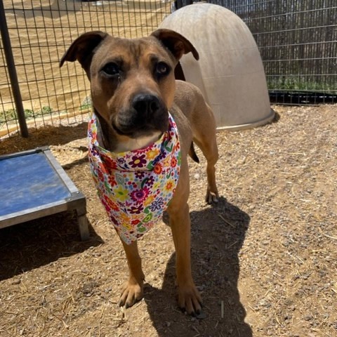 Ruby, an adoptable Mixed Breed in Taos, NM, 87571 | Photo Image 5