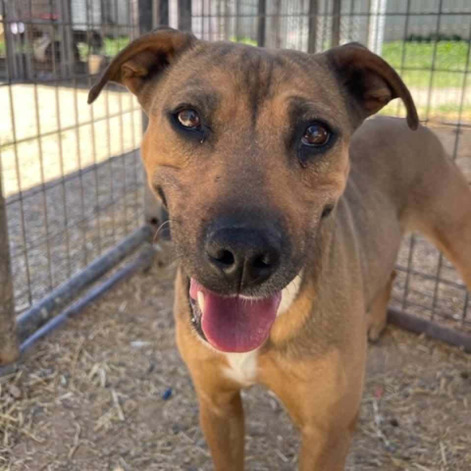 Ruby, an adoptable Mixed Breed in Taos, NM, 87571 | Photo Image 5