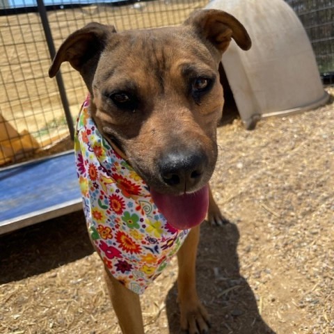 Ruby, an adoptable Mixed Breed in Taos, NM, 87571 | Photo Image 6