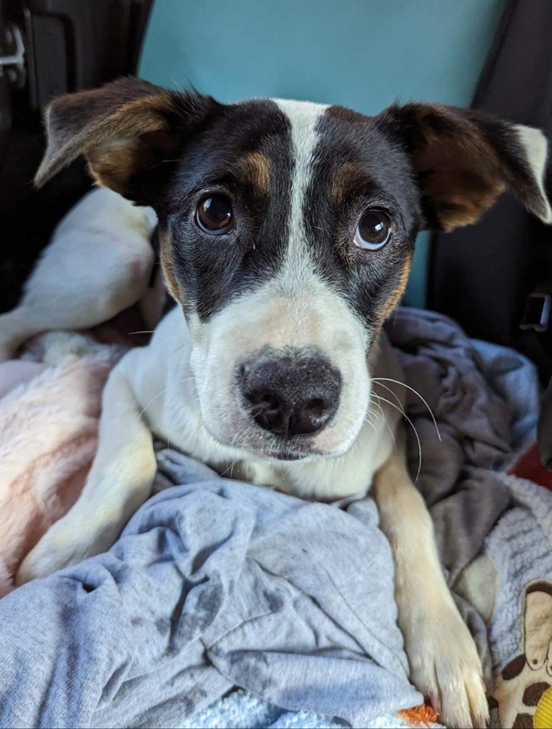 Darla, an adoptable Hound, Jack Russell Terrier in Waxhaw, NC, 28173 | Photo Image 1