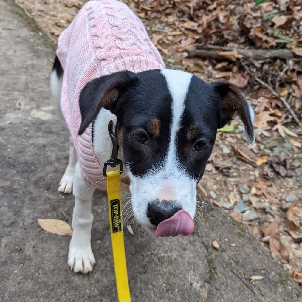 Darla, an adoptable Hound, Jack Russell Terrier in Waxhaw, NC, 28173 | Photo Image 2