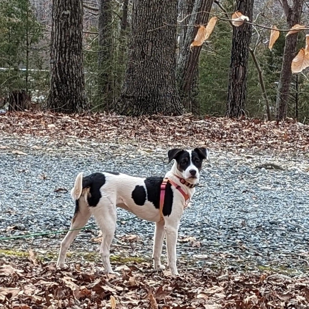 Darla, an adoptable Hound, Jack Russell Terrier in Waxhaw, NC, 28173 | Photo Image 4