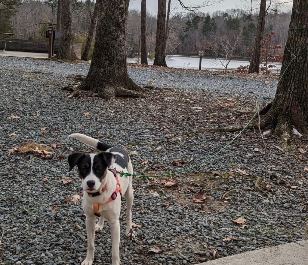 Darla, an adoptable Hound, Jack Russell Terrier in Waxhaw, NC, 28173 | Photo Image 5