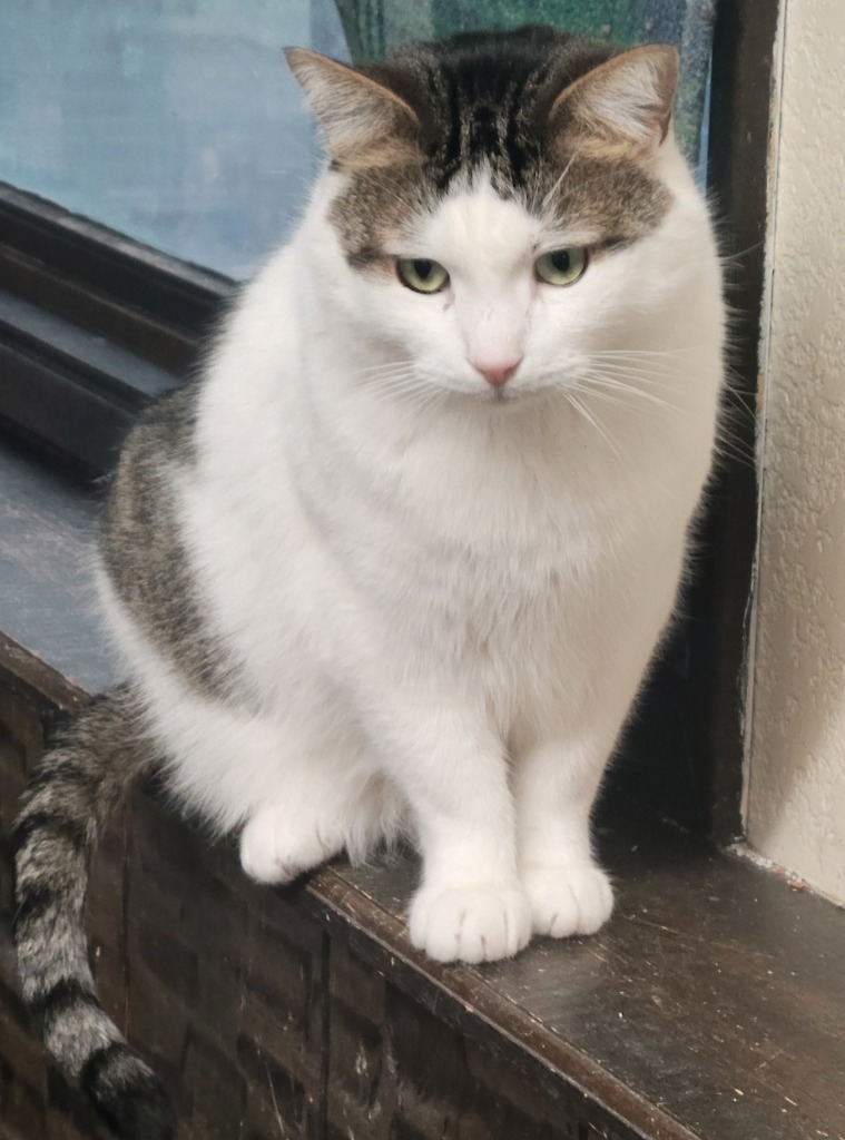 Callum, an adoptable Domestic Short Hair in Palmer, AK, 99645 | Photo Image 1