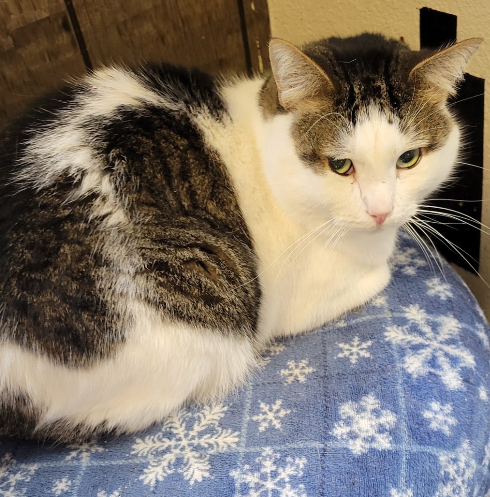 Callum, an adoptable Domestic Short Hair in Palmer, AK, 99645 | Photo Image 1