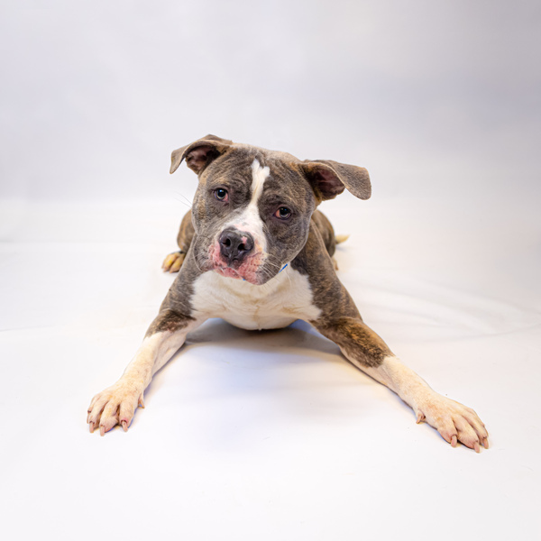 Pen 143 Carson, an adoptable Pit Bull Terrier Mix in Lawrenceville, GA_image-1