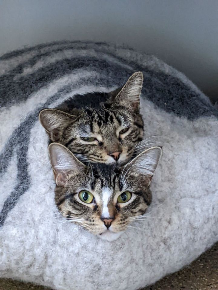 Boots and Buster 1