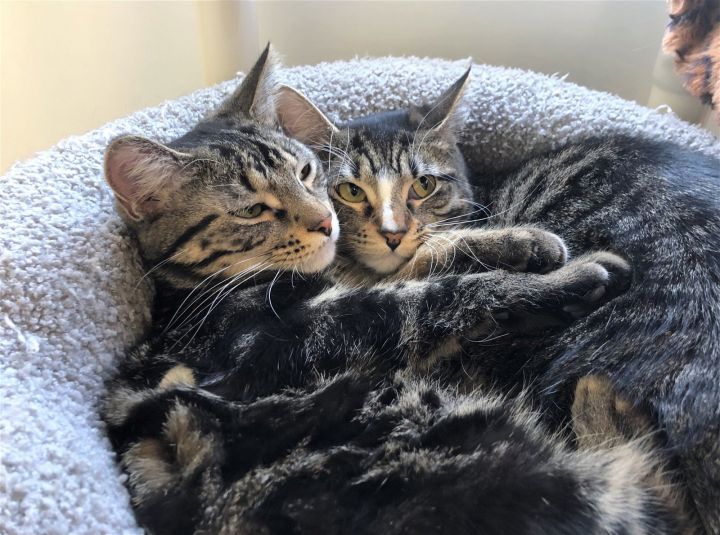 Boots and Buster, an adoptable Domestic Short Hair Mix in Skokie, IL_image-2