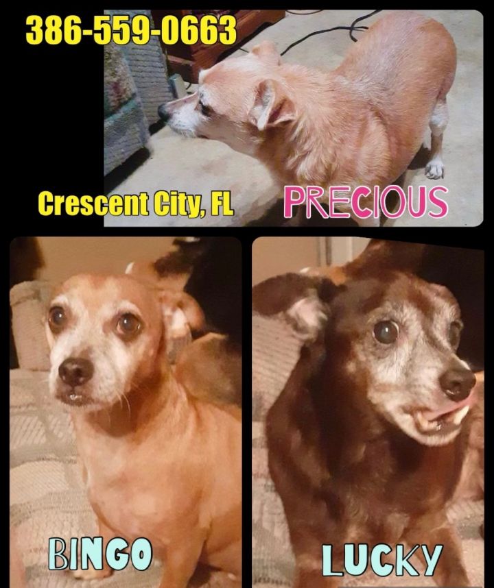 MANY SMALL DOGS need homes!!! , an adoptable Chihuahua in Crescent City, FL_image-1
