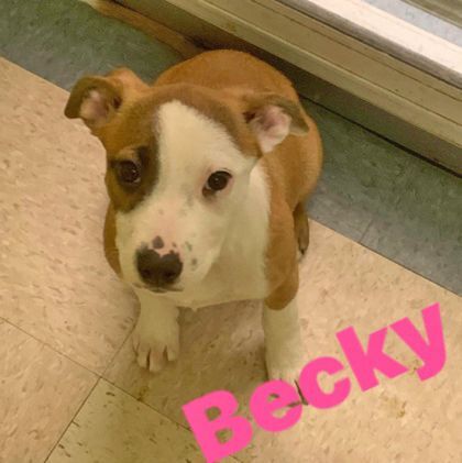 Becky, an adoptable German Shepherd Dog & Boxer Mix in Portsmouth, OH_image-3
