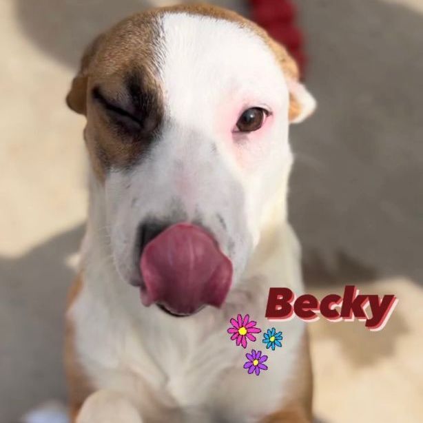 Becky, an adoptable German Shepherd Dog & Boxer Mix in Portsmouth, OH_image-1
