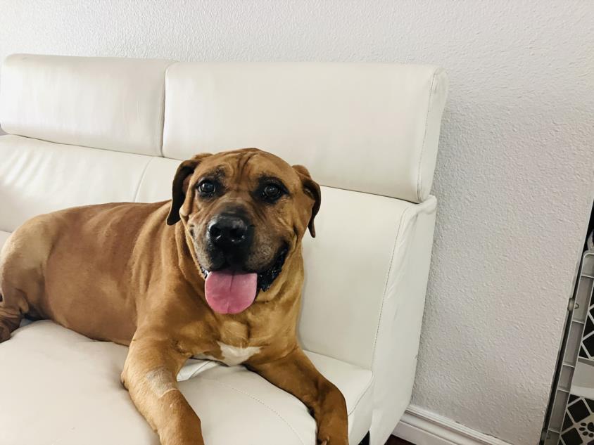 Dog for adoption - BIGGY, a Bullmastiff Mix in Las Vegas, NV | Petfinder