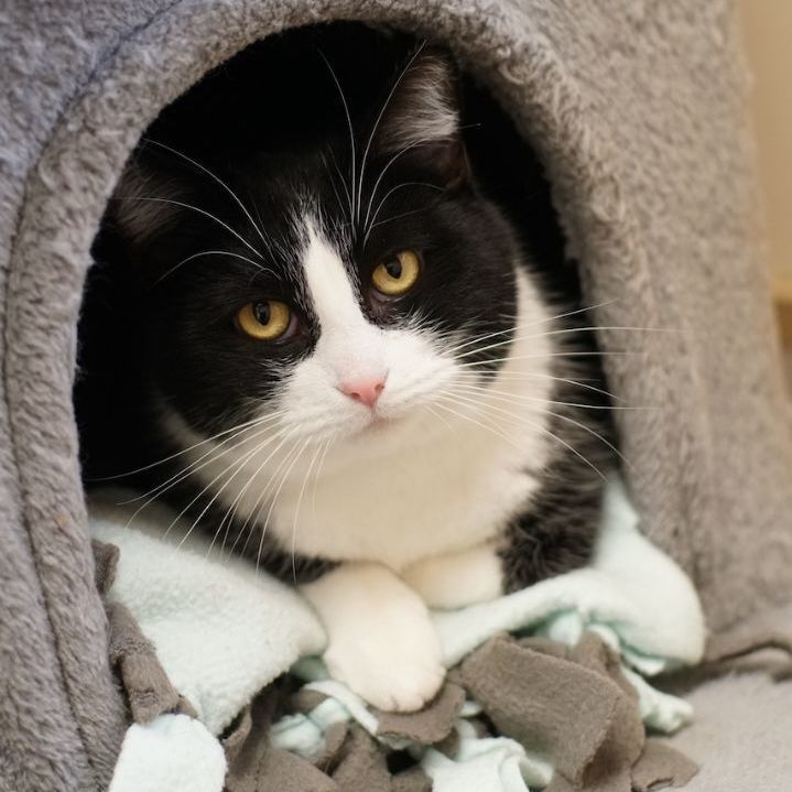 Sam, an adoptable Domestic Short Hair in Naperville, IL_image-1