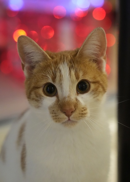 Gingersnap 48345 1