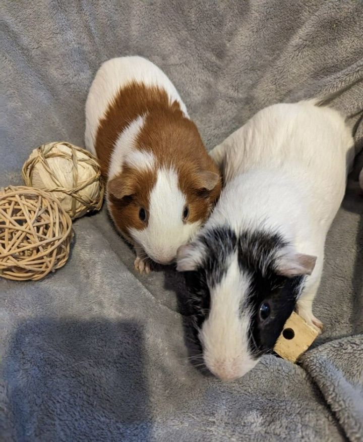 Sam and Charlie, an adoptable Guinea Pig in Aurora, IL_image-1