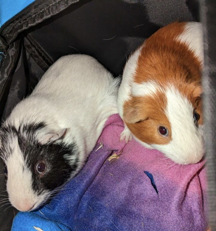 Sam and Charlie 2