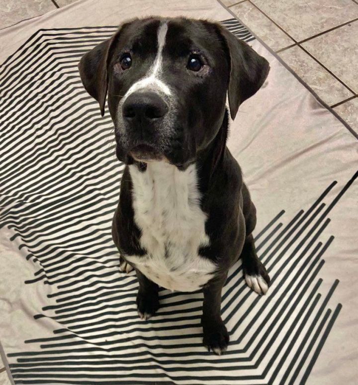 Barrett, an adoptable Black Labrador Retriever & Pit Bull Terrier Mix in Benbrook, TX_image-1