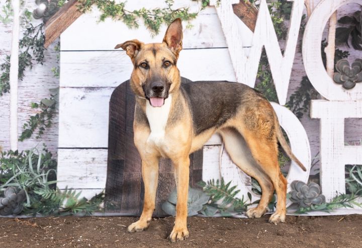 Harvest, an adoptable German Shepherd Dog Mix in Lacey, WA_image-1