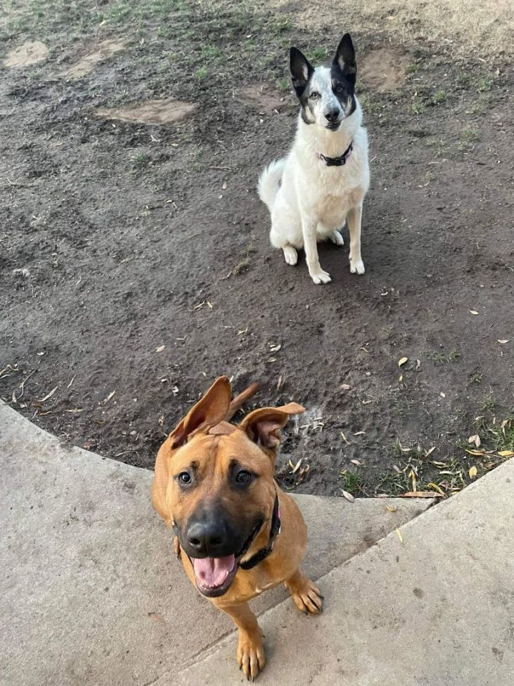 Molly, an adoptable German Shepherd Dog Mix in Rocklin , CA_image-2