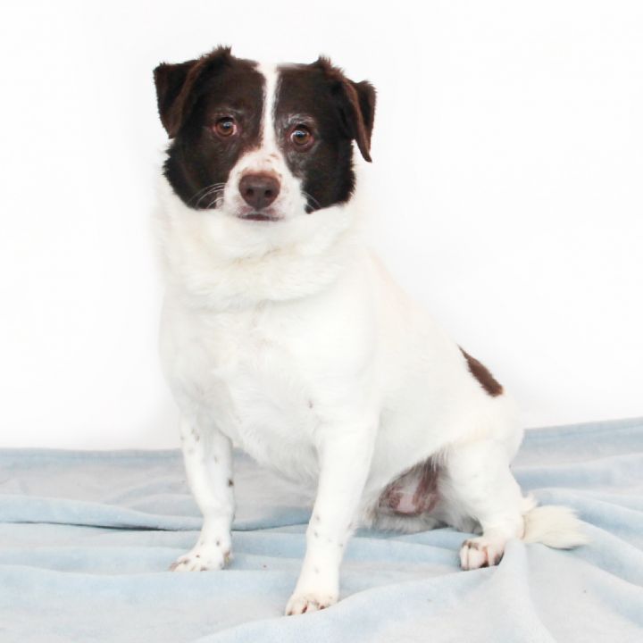 Nile, an adoptable Terrier Mix in Clovis, CA_image-1