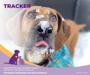 Petfinder tracker best sale