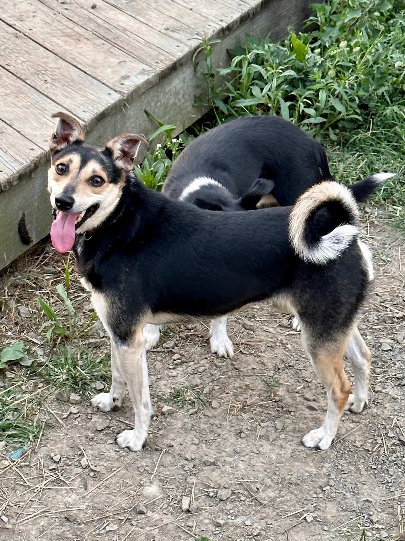 jack russell blue heeler mix