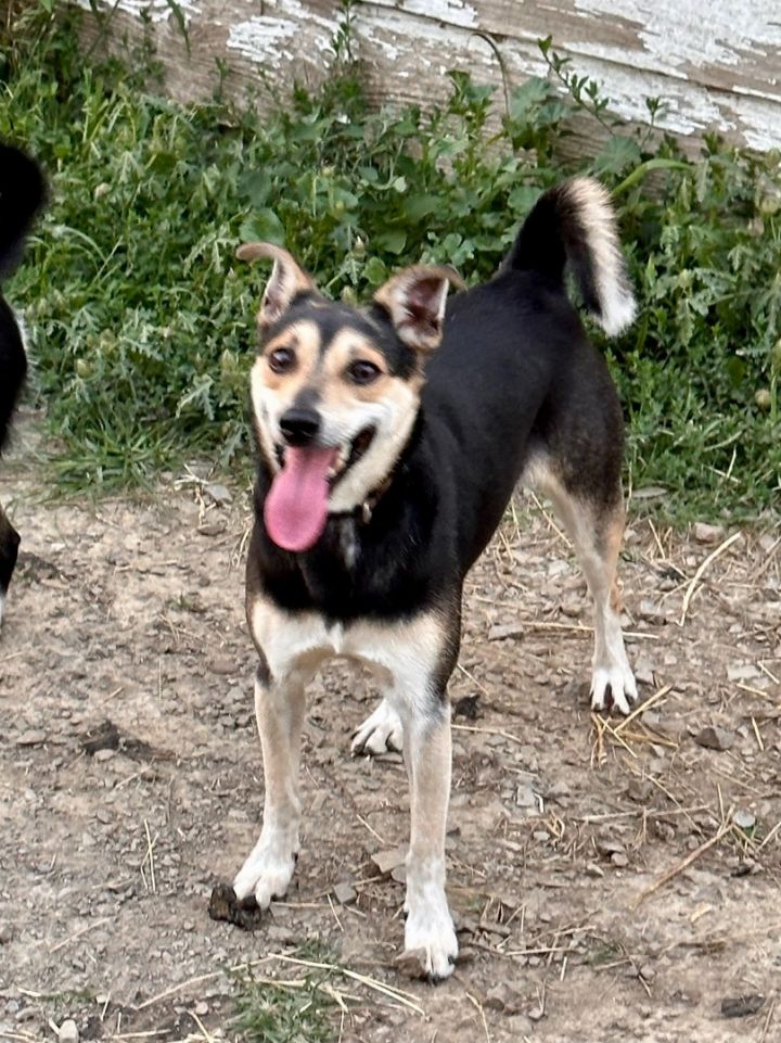 Jack russell blue store heeler mix temperament