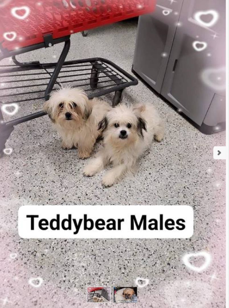 Teddybear 2 males 1 female 