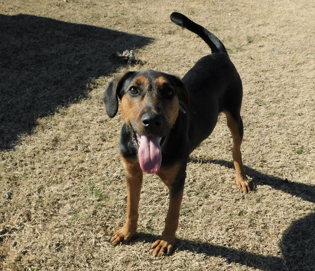 dog-for-adoption-hogan-a-terrier-in-siloam-springs-ar-petfinder