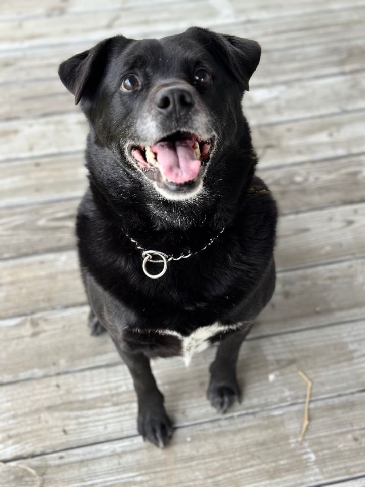 Labrador retriever hot sale shepherd mix