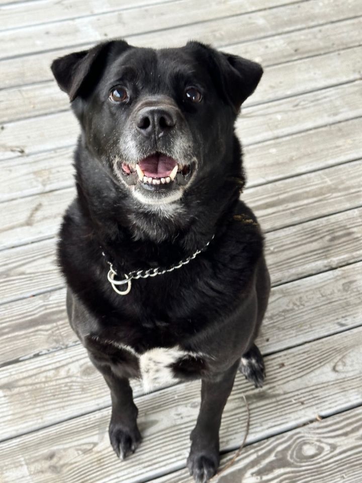 Black lab sale aussie mix