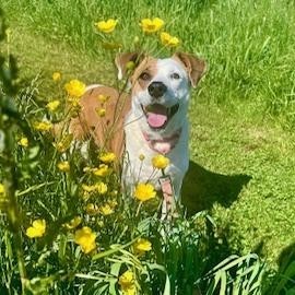 Moose (Molly), an adoptable Mixed Breed in Dover, NH, 03820 | Photo Image 1