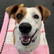 Moose (Molly), an adoptable Mixed Breed in Dover, NH, 03820 | Photo Image 2