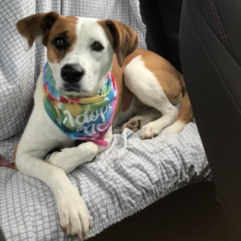 Moose (Molly), an adoptable Mixed Breed in Dover, NH, 03820 | Photo Image 3