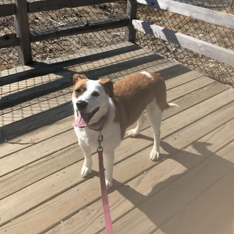 Moose (Molly), an adoptable Mixed Breed in Dover, NH, 03820 | Photo Image 5